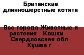 Британские длинношерстные котята - Все города Животные и растения » Кошки   . Свердловская обл.,Кушва г.